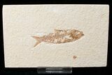 Bargain Knightia Fossil Fish - Wyoming #15965-1